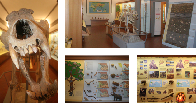 Das Paläontologische Museum Empoli
