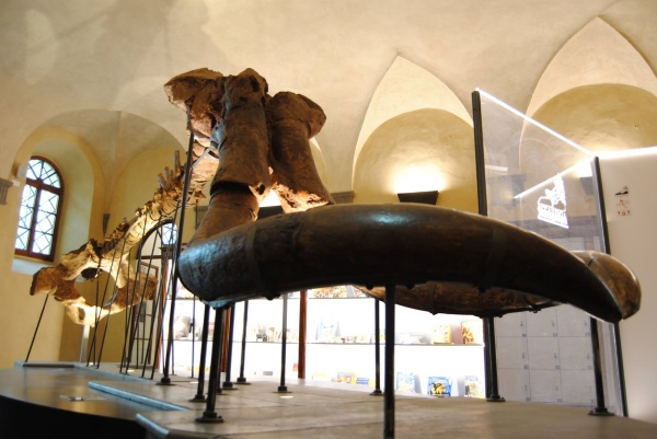 Paleontological Museum, Montevarchi
