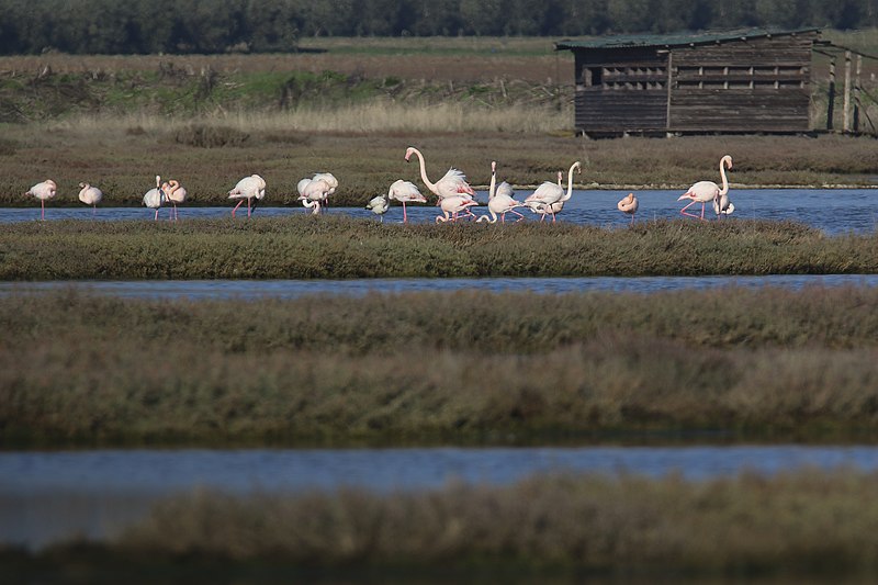 WWF Oasis Padule Orti Bottagone Piombino - Gruppe von Flamingos