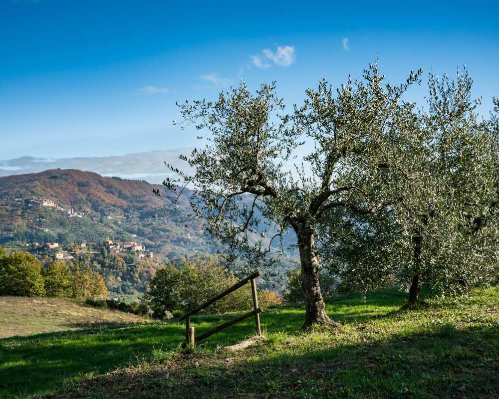 Olive groves in the Valdinievole