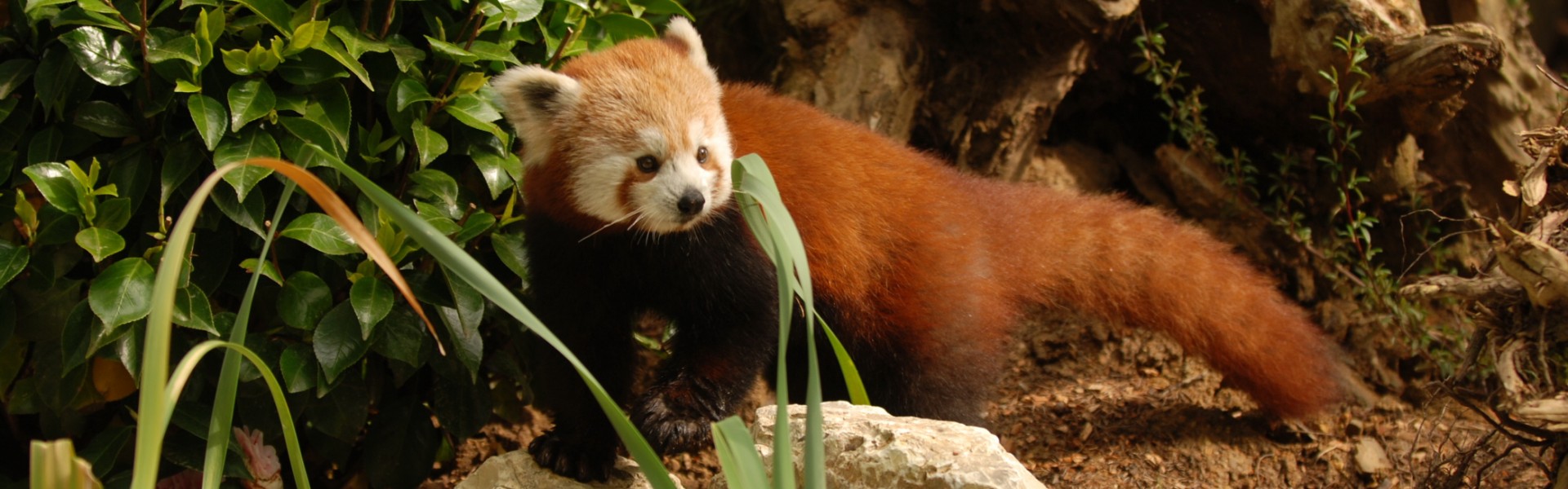 Zoológico de Pistoia - Panda rojo