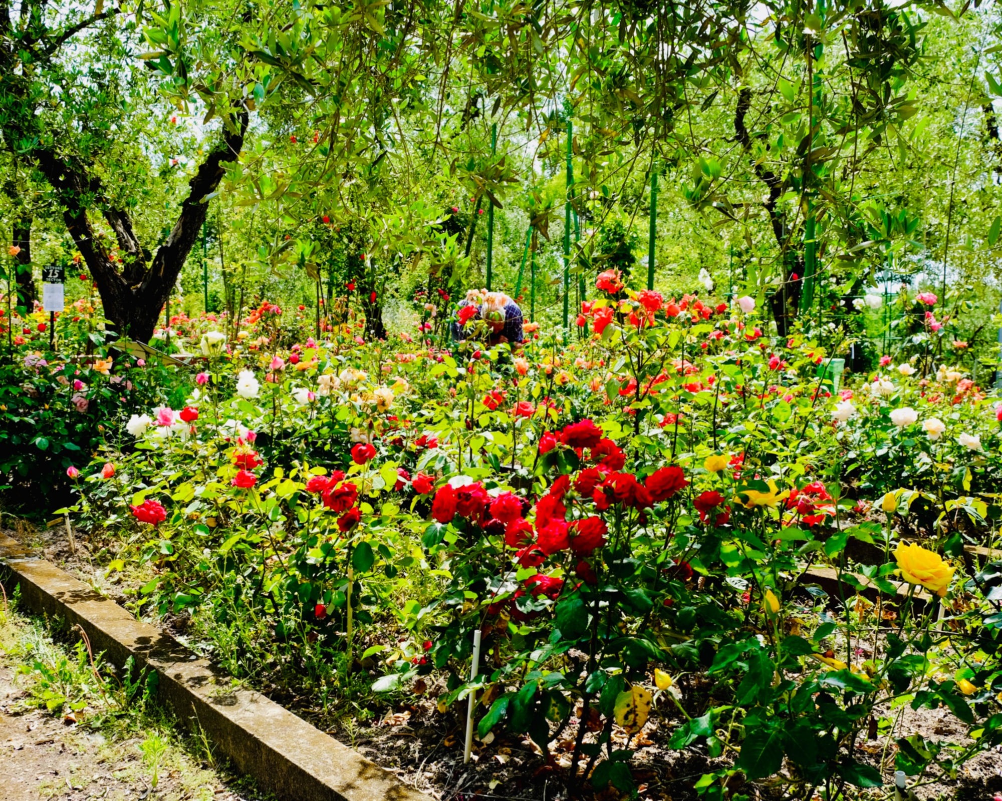 Fineschi Rose Garden in Cavriglia