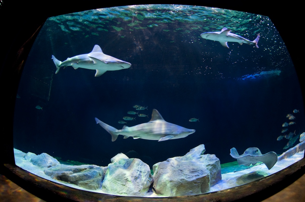 Aquarium tank