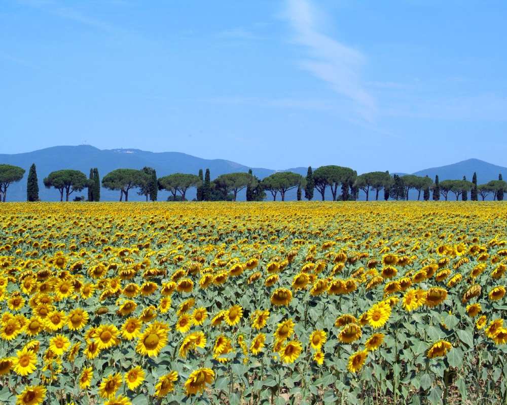 sunflower fields in Maremma