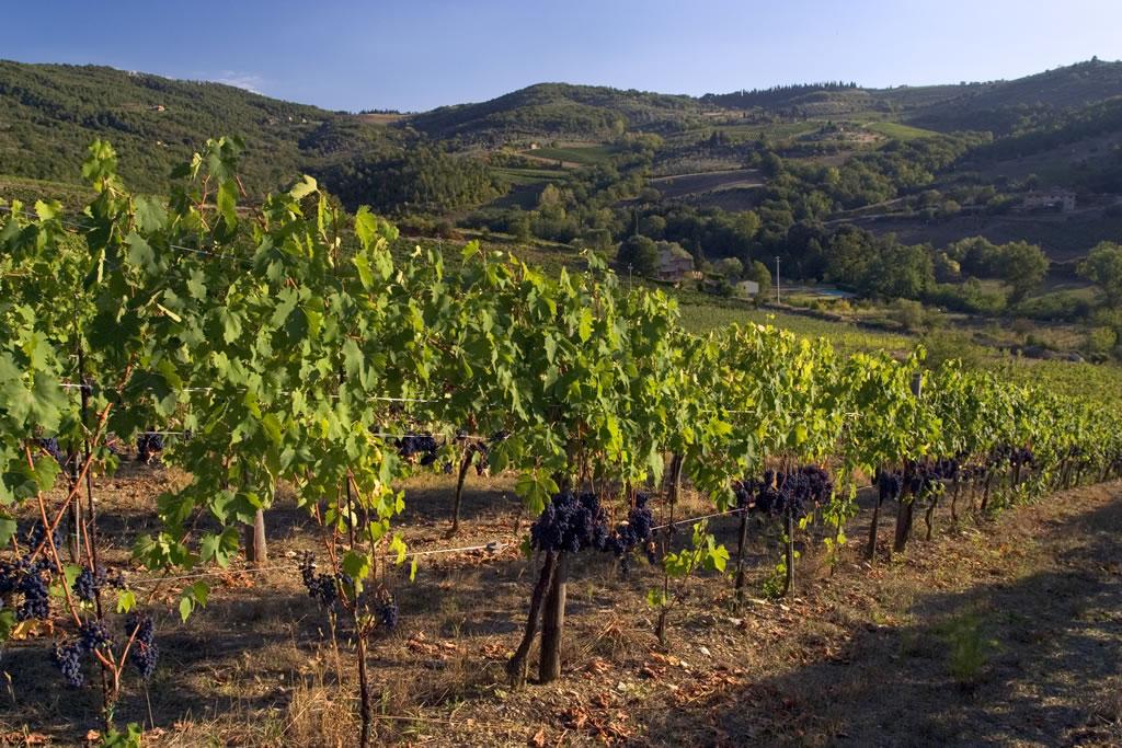 A vineyard in Tuscany